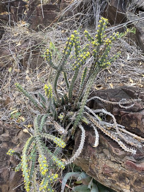 Umdlebe Tree 的图像结果