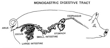 Non-Ruminant Animal Digestive System 的图像结果