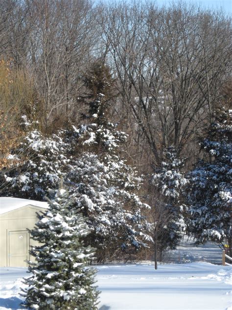 Image result for Spring Fever Java