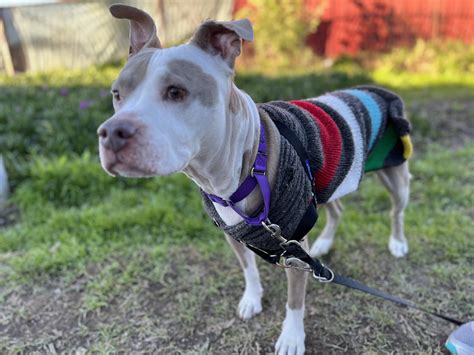 Adoptable Dogs — Friends of Berkeley Animal Care Services (FoBACS)