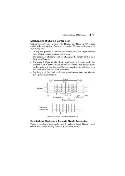 Mechanism of Muscle Contraction - The essential features of this theory ...