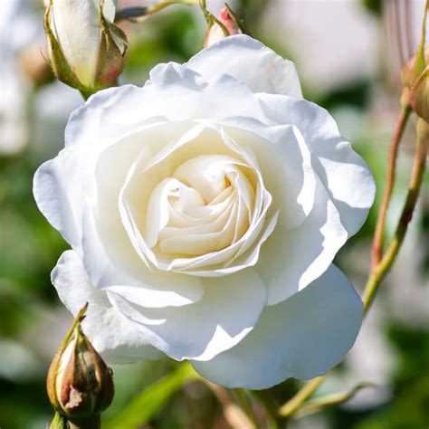 White Rose Bush
