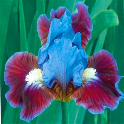 Iris Plant Easy to Plant Perennial, Has Strong Rhizomes. Bearded Iris ...