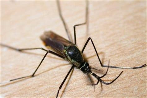 全球最大的蚊子是什么 金腹巨蚊（是平常蚊子10倍大）_探秘志