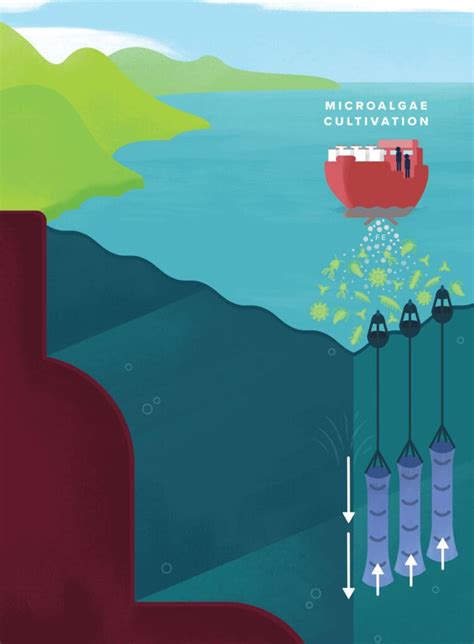 Ocean Visions | Microalgae Cultivation