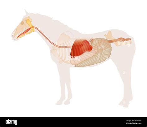The Digestive System Of A Horse at Brianna Curtis blog