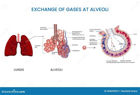 In Alveoli Oxygen and Carbon Dioxide Exchange Occurs, it is Vital for Efficient Breathing Stock ...