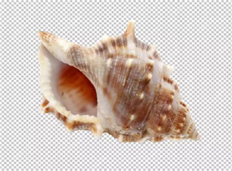 Image result for Empty Shell PNG