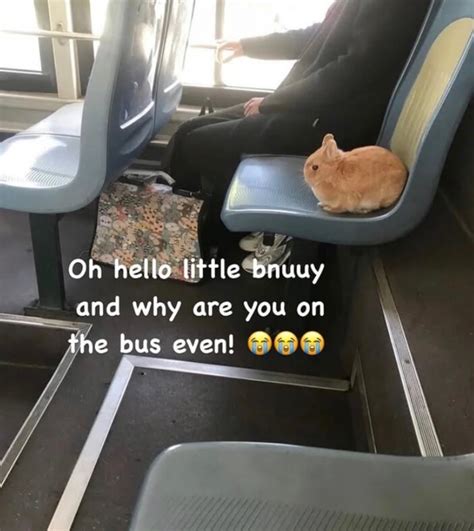 Memes Bus Terbaru German Bus Meme | TikTok