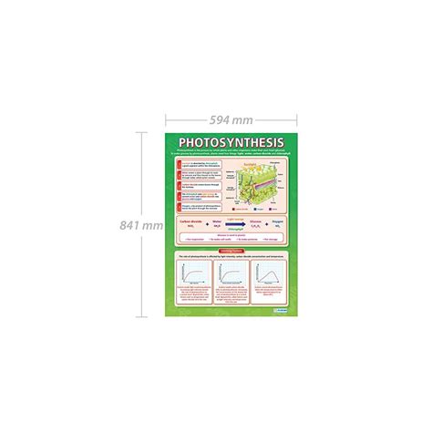 Daydream Education Photosynthesis Science Poster - India | Ubuy