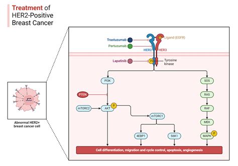 Her2 Positive Breast Cancer Acs