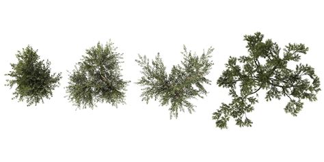 Trees elevation png Images - Free Download on Freepik