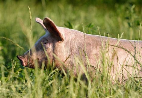 Life Expectancy of Pigs - FOUR PAWS in South Africa - Animal Welfare ...