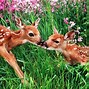 Image result for Spring Animals Wallpaper 4K