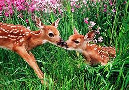 Image result for Cute Animals with Spring Flowers