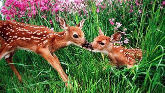Image result for Love Spring Animals