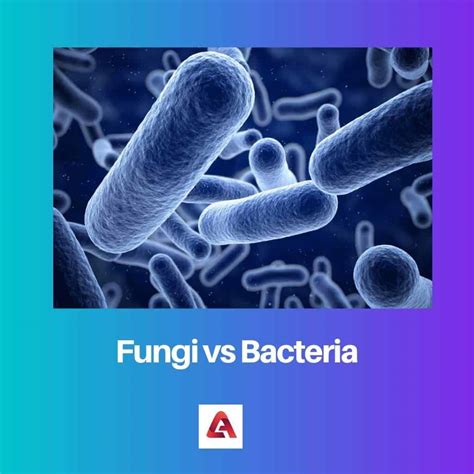 Fungi vs Bacteria: Difference and Comparison