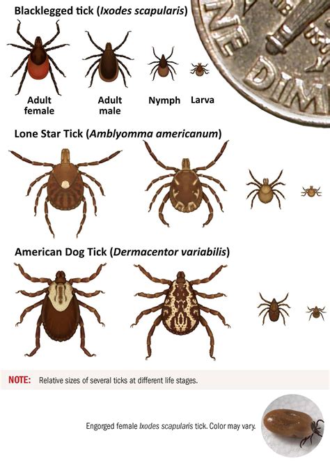 Types Of Ticks In West Virginia at William Rohde blog