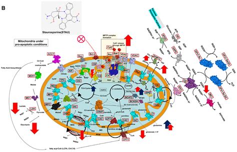 Exploring Metabolic Shifts in Kidney Cancer and Non-Cancer Cells Under ...