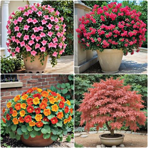 25 Outdoor Plants for Patio: A Lush & Inviting Retreat