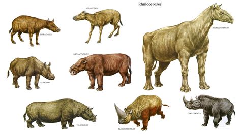 Rhinoceri. | Prehistoric animals, Prehistoric wildlife, Extinct animals