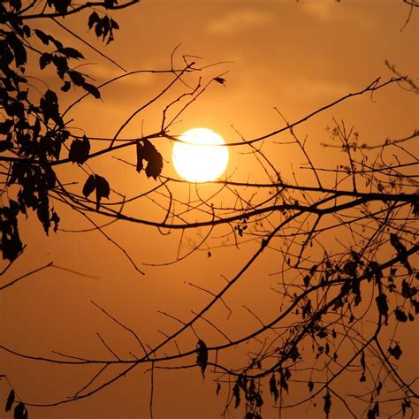 JIA BHORELLI WILD RESORT (Nameri National Park, Assam) - Lodge Reviews ...