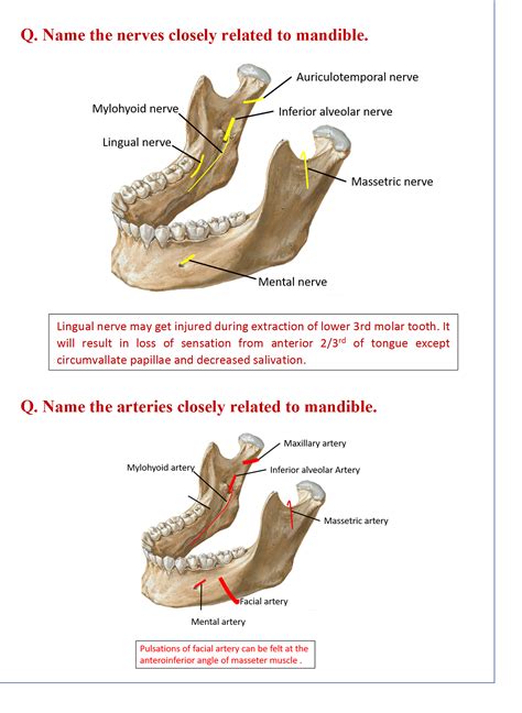 Printable Parts Of The Mandible
