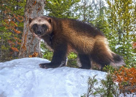 Does a “threatened” listing for wolverines spell a Colorado comeback ...