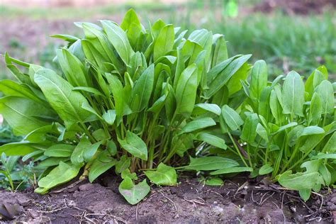 Sorrel | Description, Species, Types, Uses, & Facts | Britannica