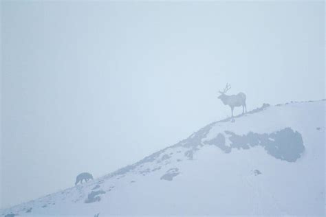 Image result for Wolves System in Yellowstone