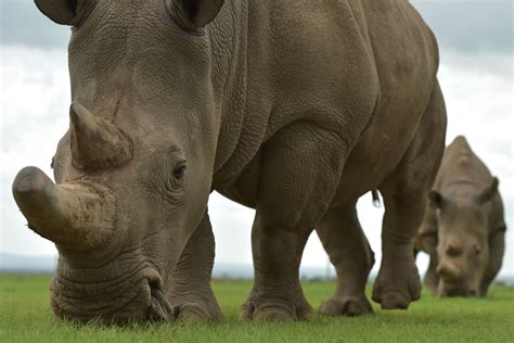 Northern White Rhino Extinction: Can Science Save the Subspecies? - Newsweek