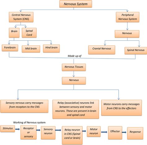 Biology Corner Nervous System Concept Map at Shawna Baker blog