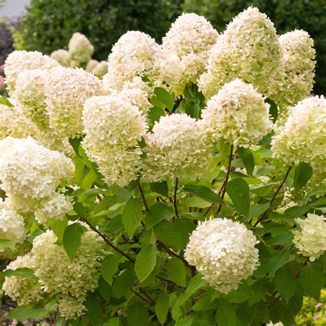 Limelight Hydrangea - Patuxent Nursery