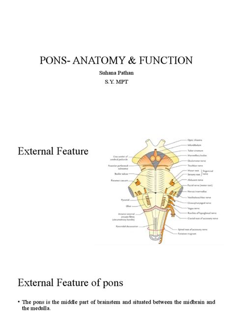 Image result for Pons Function