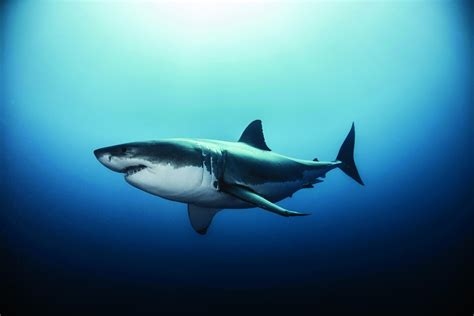 Killer Whales Eating Great White Sharks