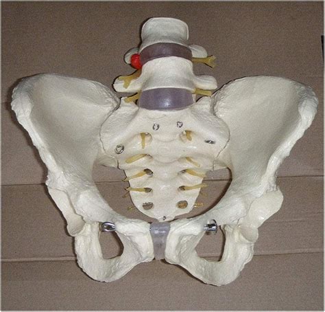 Buy Anatomy Model, 1:1 Human Pelvic Model - Anatomy Model Pelvic ...