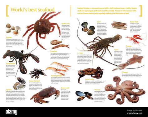 Infographics about the different types of seafood that characterize ...