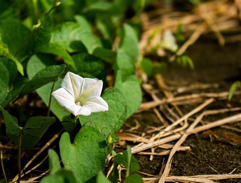 Moon Vine Flowers