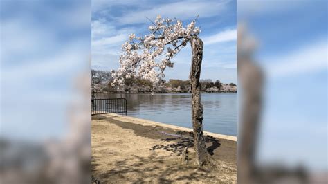 Image result for Stumpy Washington DC