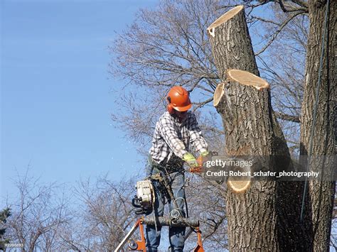Image result for Tree Root Trimmer