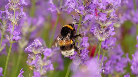 Purple Flowers That Attract Bees - Check spelling or type a new query. - a car on a road trip ...