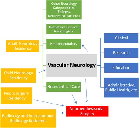 The Role of the Vascular Neurologist in Optimizing Stroke Care ...
