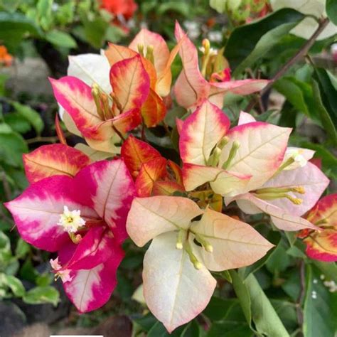 Sufia Indiana Bougainvillea Flower | Sufia Indiana Flower buy online ...