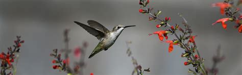 Download wallpaper flight, flowers, bird, Hummingbird, red, section ...