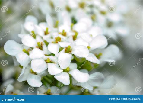 Small, White Flowers In Sumptuous Clusters Along Leafy Spirea Shrub ...
