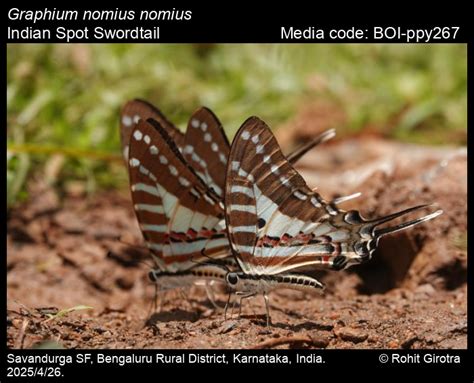 Graphium nomius (Esper, 1799) - Spot Swordtail | Butterfly