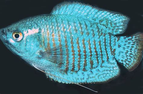 Bildergebnis für powder blue gourami
