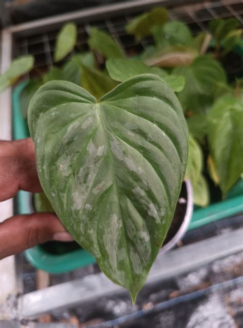 Philodendron - Majestic plant – ASHIYANA STORE