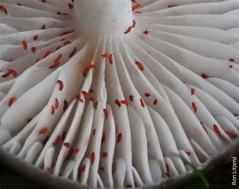 Image result for Spring Tails