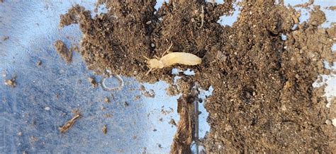 is this termite larvae? : r/whatsthisbug